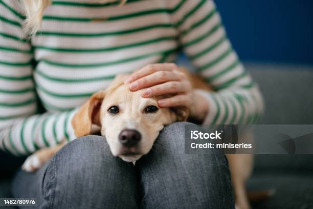 Close Up Photo Of Woman Hands Petting A Dog At Home Stock Photo - Download Image Now
