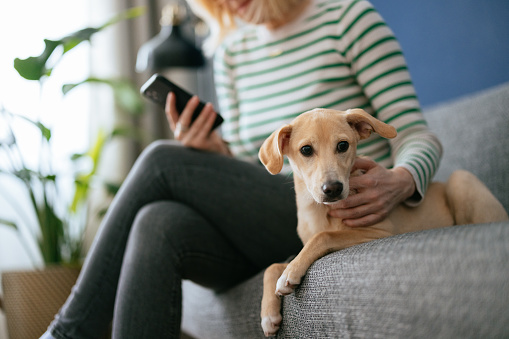 An anonymous woman typing text message on her smartphone and petting her puppy while sitting together on a sofa in the living room.