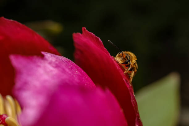 Shooting bee in nature.Macro shot .Bee in focus, background is out of focus, green. Photo of bee from side angle.