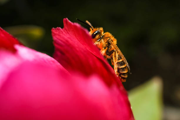 Shooting bee in nature.Macro shot .Bee in focus, background is out of focus, green. Photo of bee from side angle.