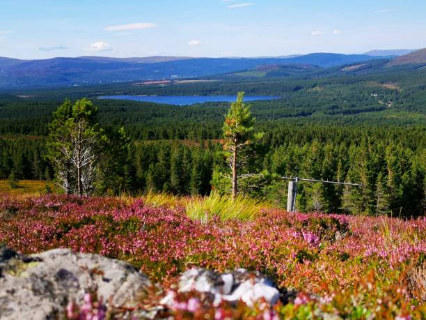 Cairngorms A beautiful portrait photo of the Scottish cairngorms on a radiant summers day. cairngorm mountains stock pictures, royalty-free photos & images