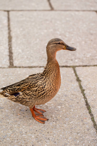 istock Duck in the city 1482786396