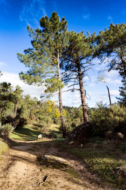 istock Camino entre los pinos 1482787340