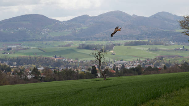 istock Bird of prey flies over green fields 1482788423