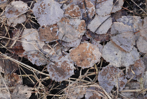 istock Full frame shot of dried leaved on ground 1482788895