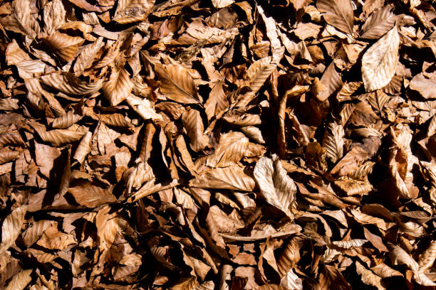 istock dried leaves on forest floor 1482788998