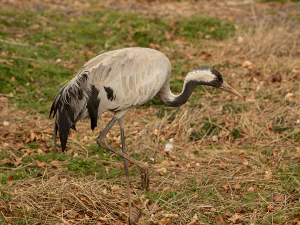istock Eurasian Crane Walking Crouched Over. 1482790254
