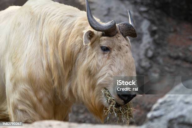 Golden Takin Eating Grass Stock Photo - Download Image Now - Animal, Animal Behavior, Animal Body Part