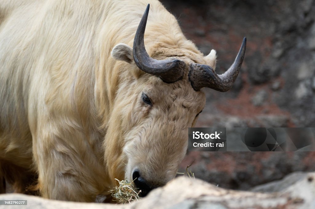 golden takin eating grass Animal Stock Photo