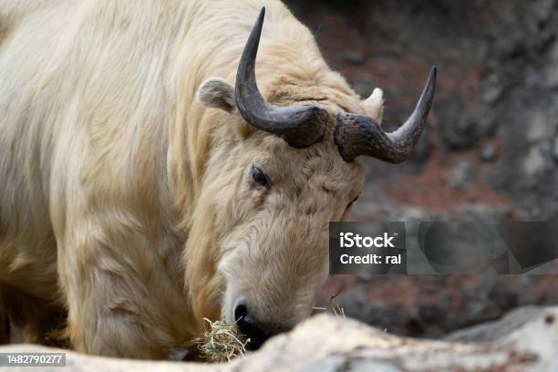 Golden Takin Eating Grass Stock Photo - Download Image Now - Animal, Animal Behavior, Animal Body Part