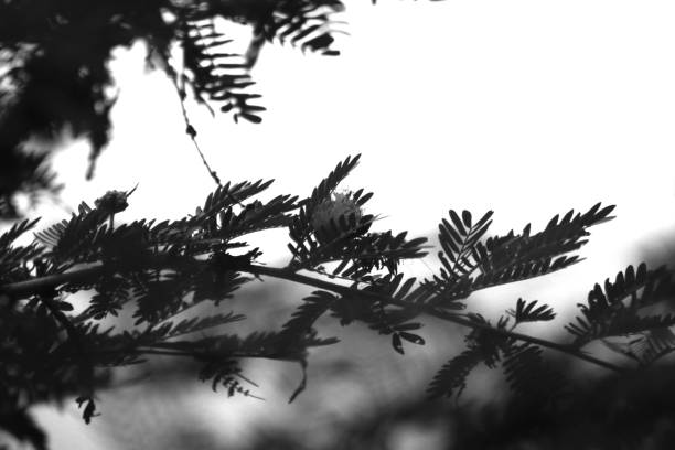istock Black and white image of leafs on tree branch. 1482790511
