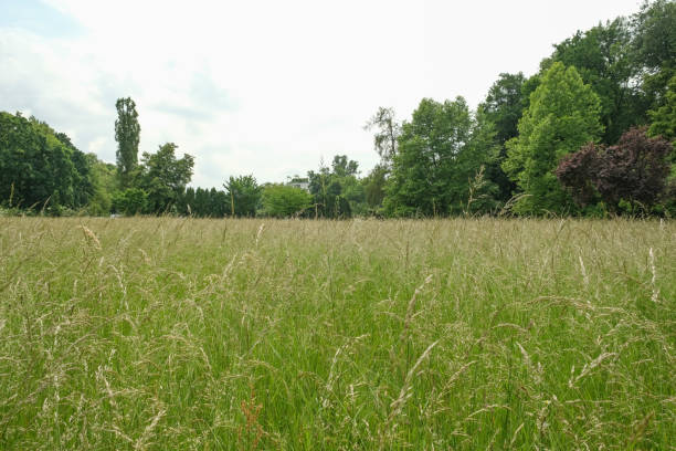 A meadow with tall green grass with seeds near a green forest. . High quality photo