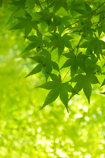 Close Up of Green Maple Leaves for the Backgrounds