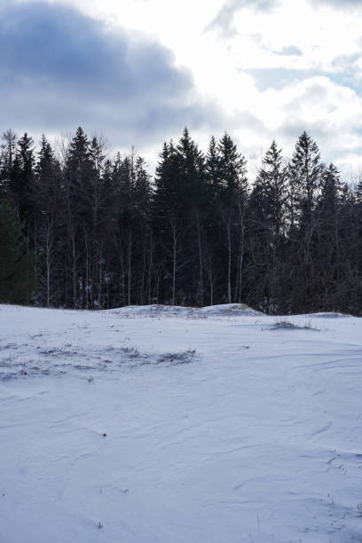 istock Trees on snow covered field against sky 1482792438