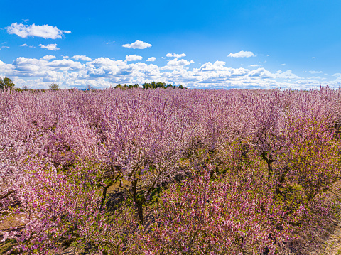 Wide Panoramic View of a Classic Central texas springtime Field covered with bluebonnets and green grass and tons of Wildflowers. Classic Lone star state blossom field. 