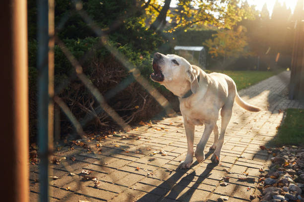 barking dog behind fence of house - late afternoon imagens e fotografias de stock