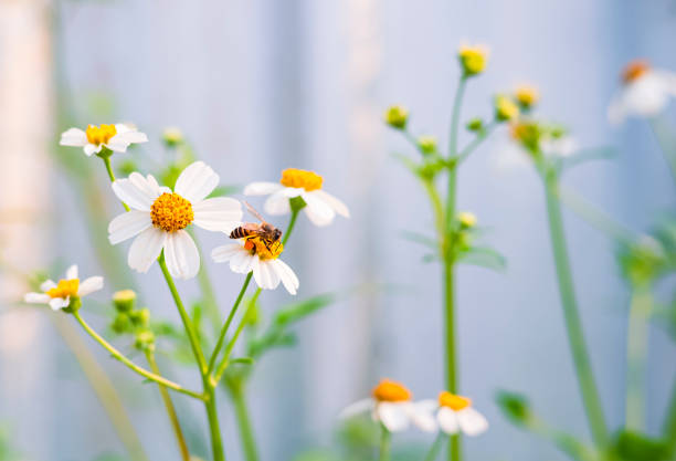 Honey bee sucking nectar from white Spanish needle flower with blurred background of white picket fence in front of home