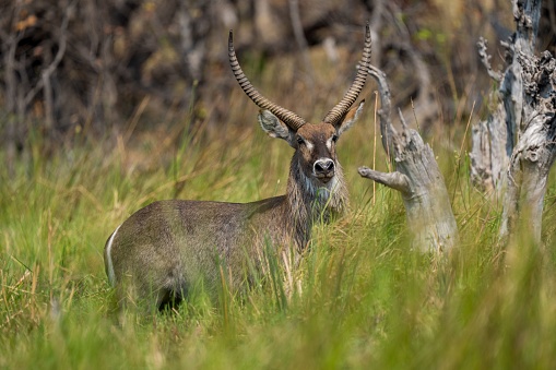 A white waterbuck antelope standing in a grassy meadow, its head raised as it looks off into the distance, a large tree in the background providing