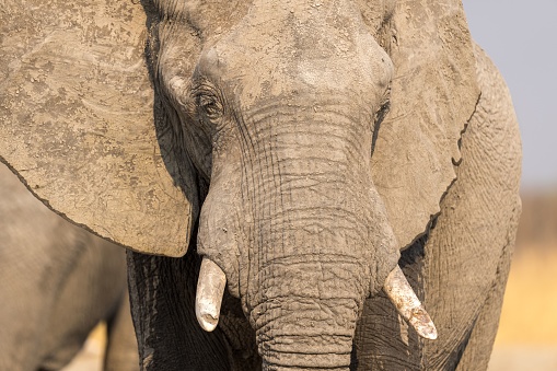 A close-up image of an elephant's face, looking straight ahead with its trunk raised