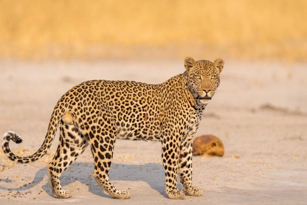 istock a leopard standing on top of a sandy ground next to a dead animal 1482798641