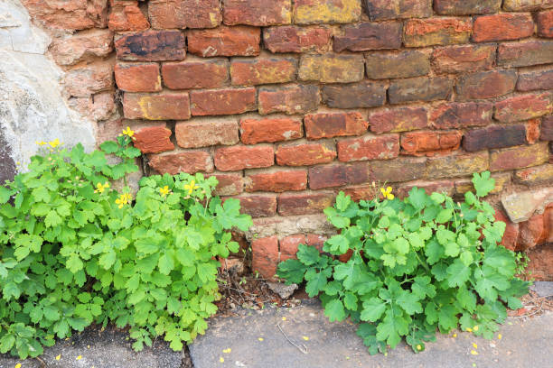istock Green plants are growing out next to a brick wall 1482798665