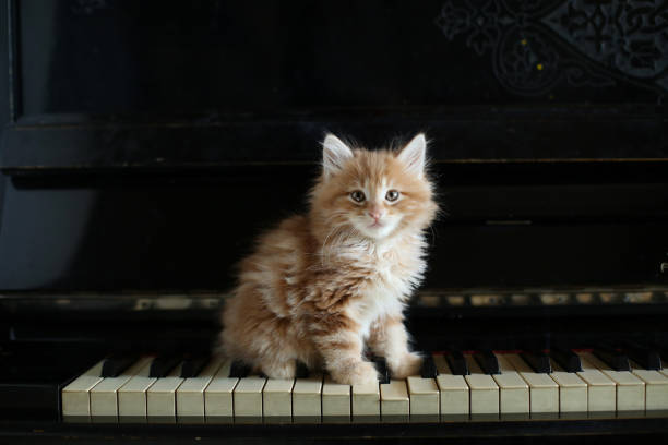 istock Cute ginger kitten,  on vintage piano key 1482798740