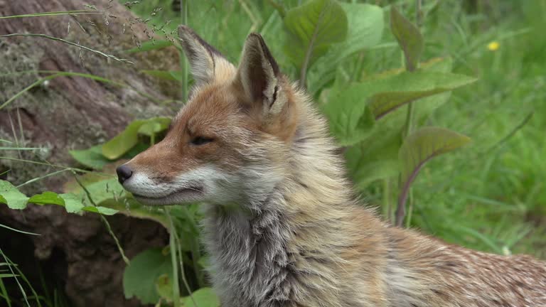 Red Fox, vulpes vulpes, Portrait of an Adult female in the forest among foliage, Normandy in France, Real Time