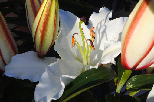 Flowering white lily with buds