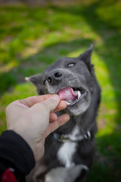 istock Gray color dog eats training snack from human hands 1482803130