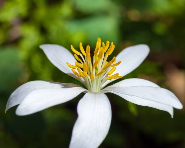 istock Closeup of a beautiful white bloodroot flower on a blurred background 1482804849