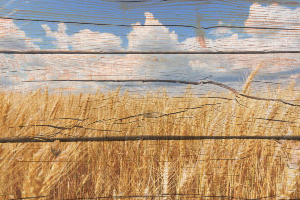 A wheat field with blue clouds with striped wood pattern wallpaper. abstract wallpaper