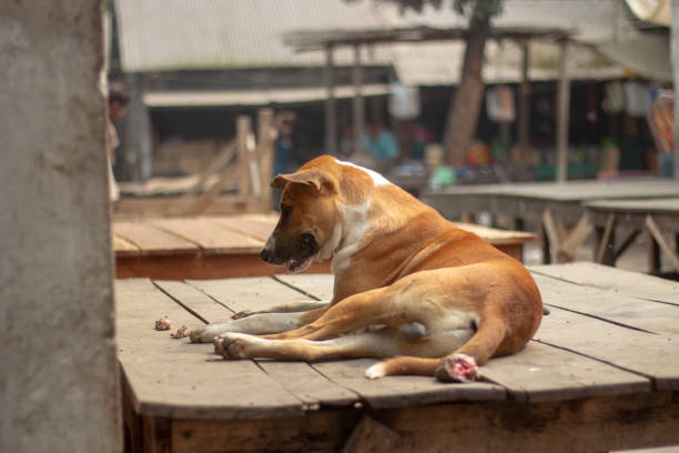 istock there is a dog sitting on a wooden table 1482806632