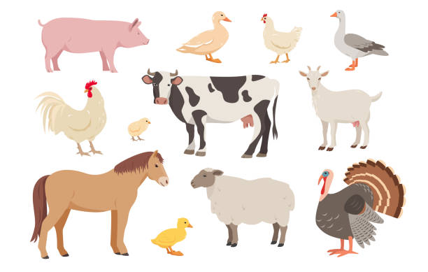 ilustraciones, imágenes clip art, dibujos animados e iconos de stock de conjunto de animales de granja y aves en diferentes poses. ganadería y aves de corral. - livestock vector cute domestic cattle