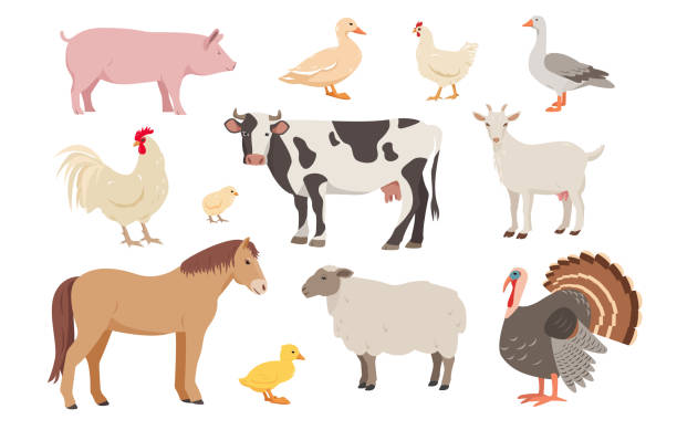 набор сельскохозяйственных животных и птиц в разных позах. животноводство и птицеводство. - farmer pig domestic pig farm stock illustrations