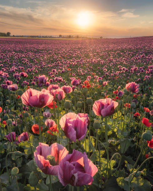 istock Violet poppies field at sunset, Slovakia 1482807959