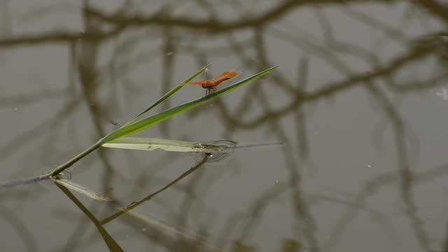 Red Dragonfly