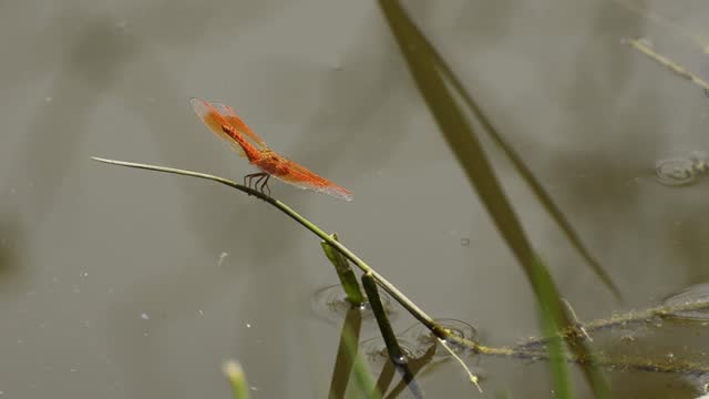 Red Dragonfly