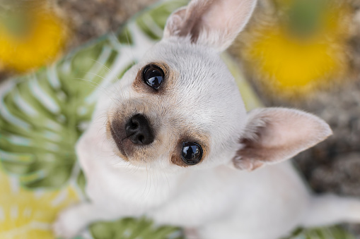 Portrait of dorable white mini chihuahua puppy sitting on a background of leaves and flowers with defocused yellow flowers, looks at the camera, looking up, seen from above, overhead view, selective focus on the face. Concept of dog in spring, adorable dog, friendly dog, curious dog, dog allergies, seasonal animal allergies, dog and flowers.
