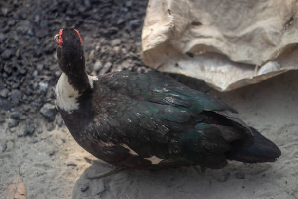istock there is a black duck and The background is earthy and blurry 1482809121
