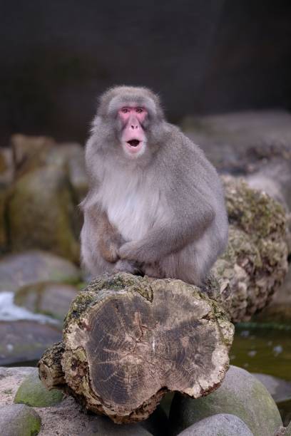 istock a small monkey is on rocks in the water with his mouth open 1482809182