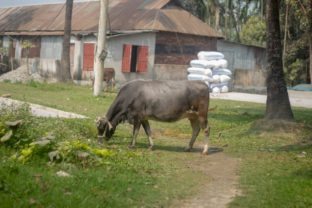 istock there is a black cow eating grass in the field 1482809200
