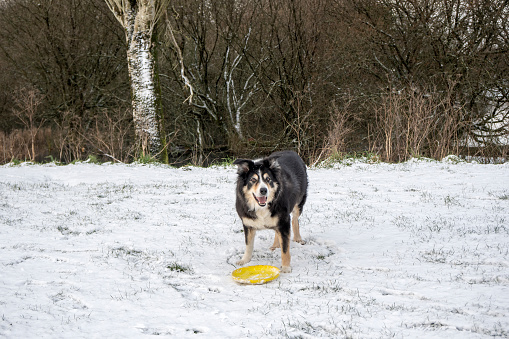 Border collie lying in snow with yellow frisbee