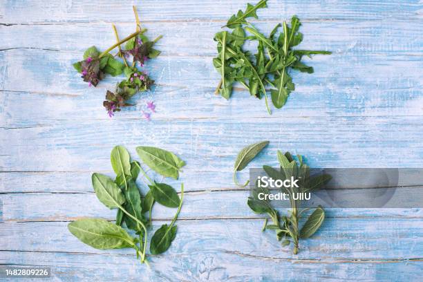 Forest Healthy Greens And Herbs For Recipes Fresh Salads And Stews Young Dandelion Leaves Sorrel Purple Nettle On A Rustic Wooden Background Provencal Style Stock Photo - Download Image Now