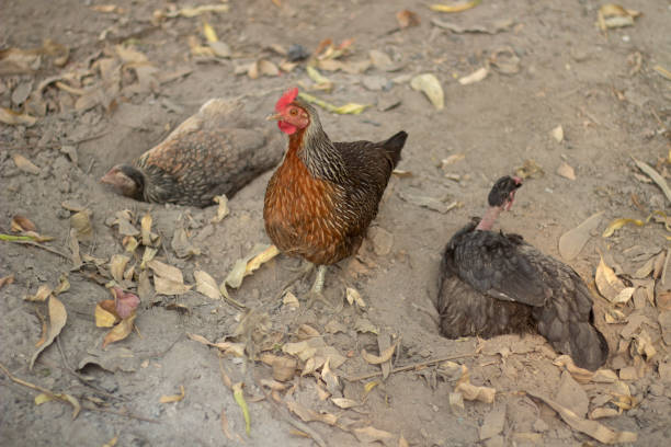 istock One hen is standing and two hens are lying down dusted all over 1482809228