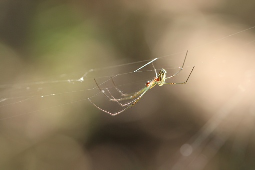 A closeup shot of Leucauge mariana, a long-jawed orb weaver spider on the cobweb.