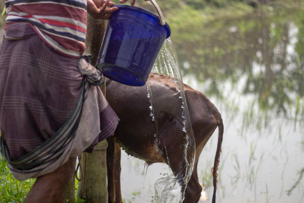 istock A cow-calf is being bathed in a pond with water 1482809286