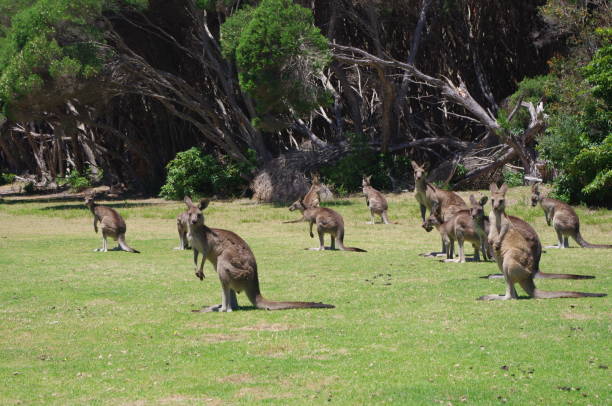 istock Kangaroos in the bush 1482810574