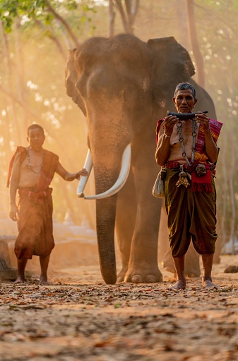 Portrait photo of native Thai elders mahout in local traditional northeast costume holding a tusk instrument sitting by a giant elephant