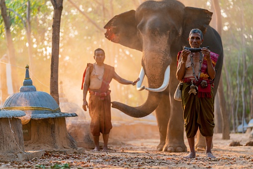 Portrait photo of native Thai elders mahout in local traditional northeast costume holding a tusk instrument sitting by a giant elephant