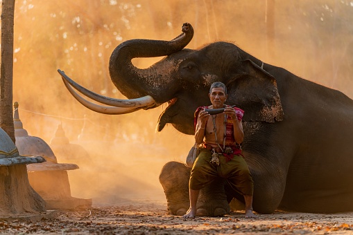 Portrait photo of a native Thai elder mahout in local traditional northeast costume holding a tusk instrument sitting by a giant elephant